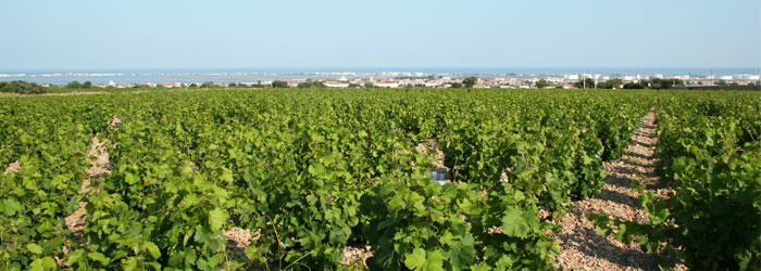 Vin du Languedoc-Roussillon