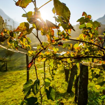 Vigne Beaujolais