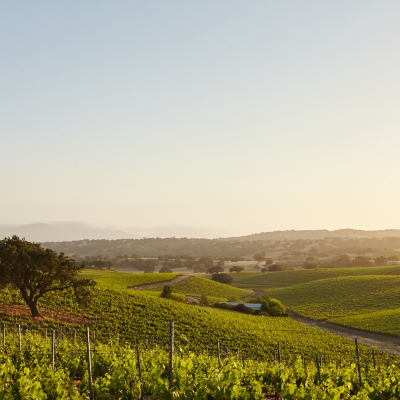 Vigne Bordeaux