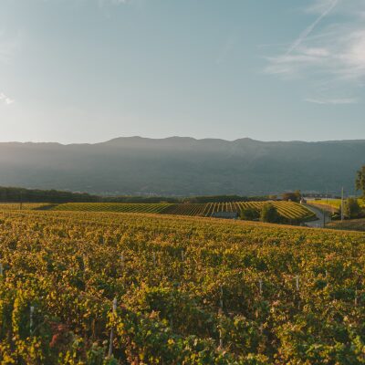 Vigne Bourgogne