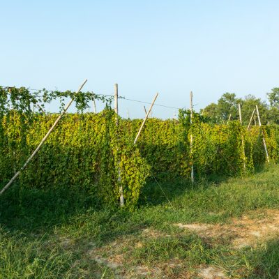 Vigne Coteaux du Lyonnais