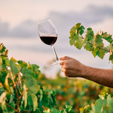 Les vins AOP Cahors et IGP Côtes du Lot