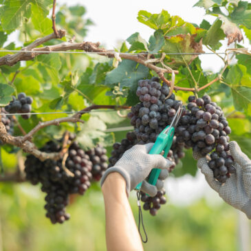 la date des vendanges